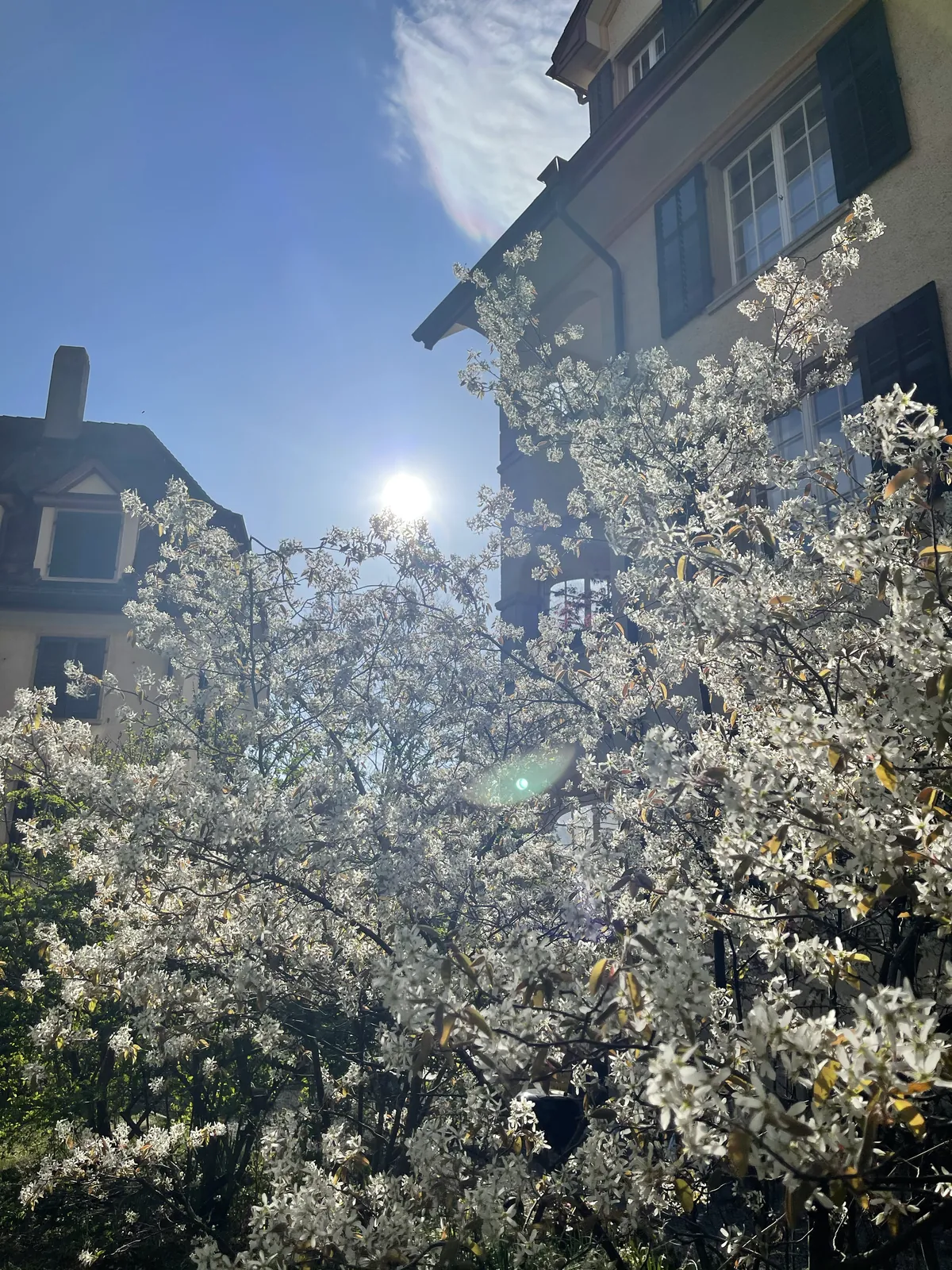 Blossoming tree in spring sunlight
