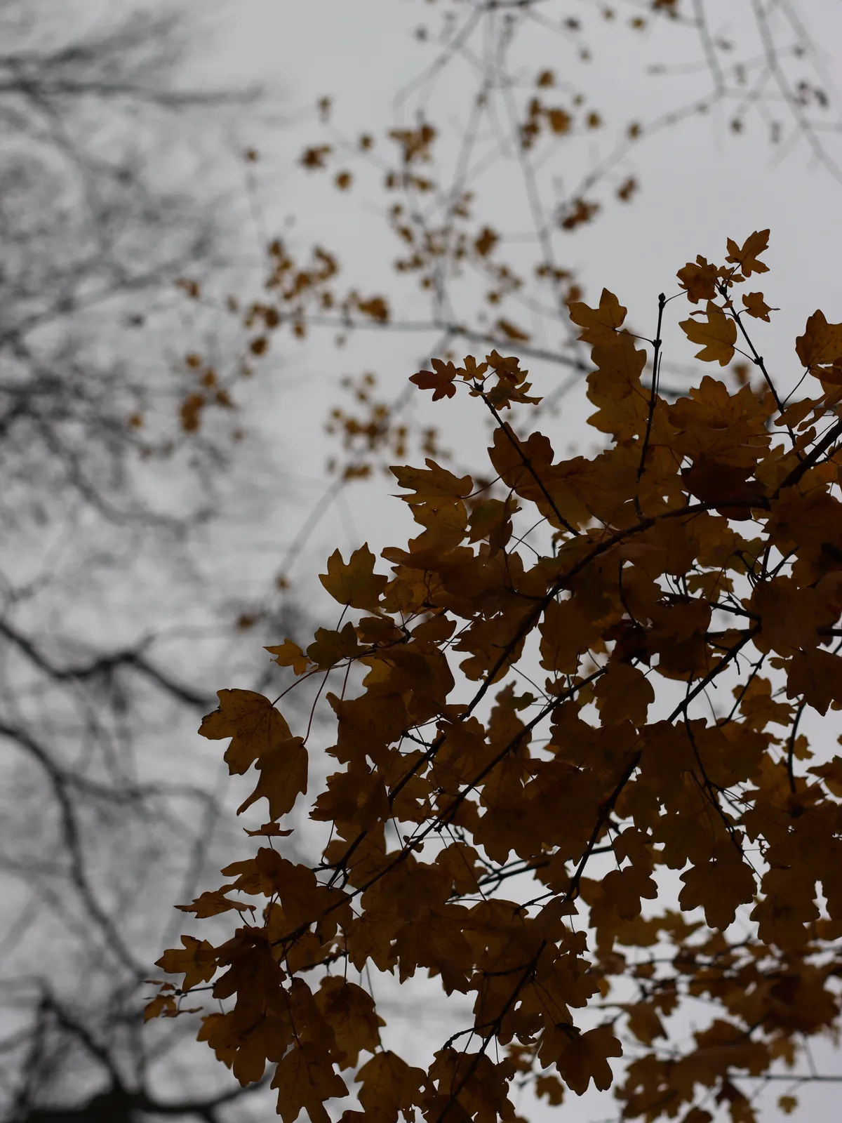 Autumn leaves against a quiet sky