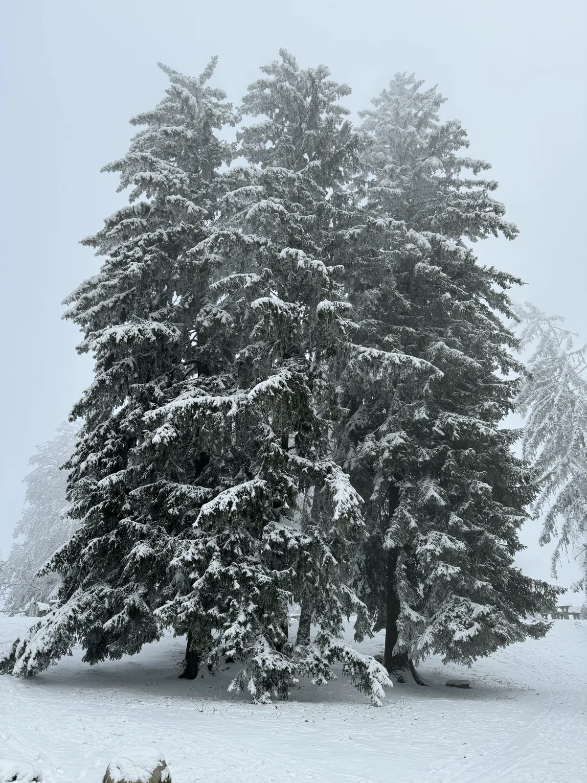 Snow-covered trees in a winter landscape